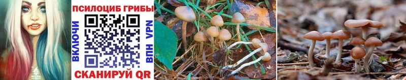 Купить где Чудово Галлюциногенные грибы MAGIC MUSHROOMS